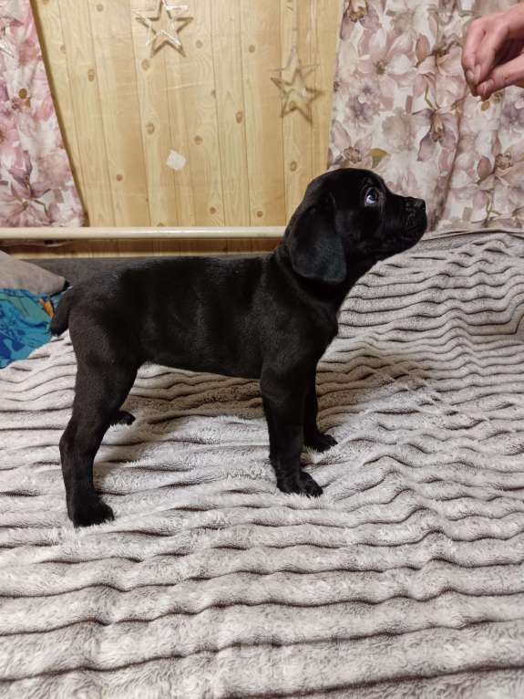 Собаки в других городах Забайкальского края: щенок Кане-корсо  Девочка, 20 000 руб. - фото 5