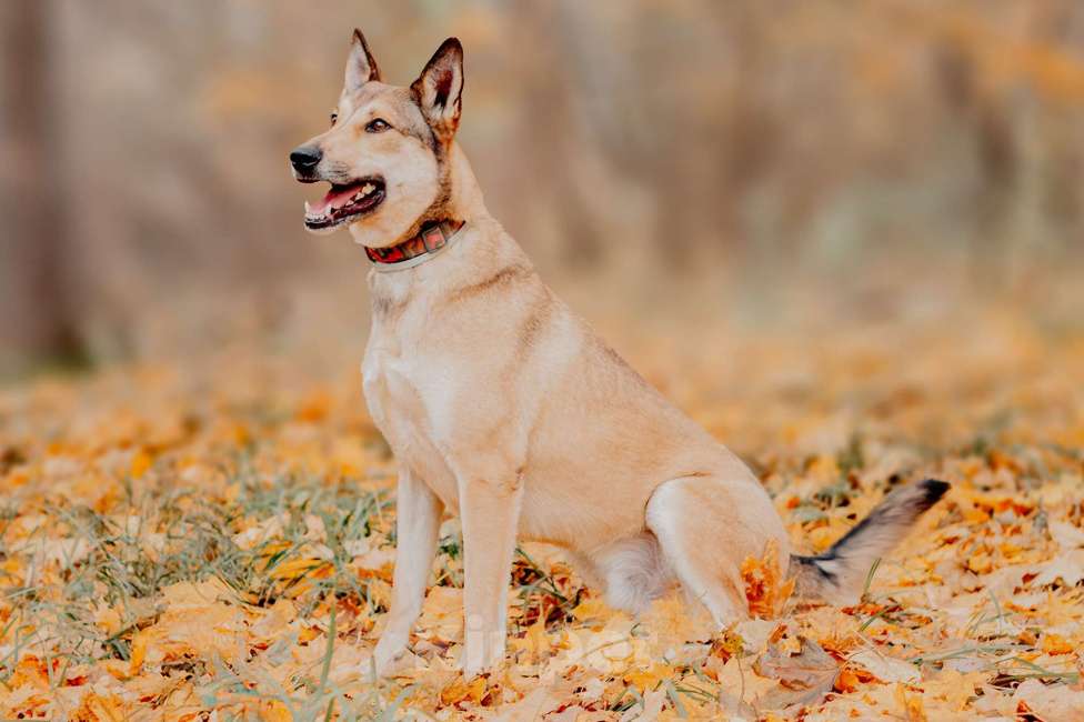 Собаки в Москве: Платон — собака, чья любовь стоит доверия Мальчик, Бесплатно - фото 4