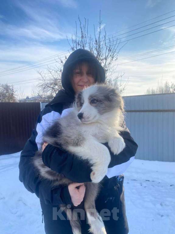 Собаки в Липецке: Бордер Колли щенки Мальчик, 95 000 руб. - фото 2