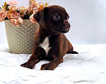 Собаки в Новосибирске: Пти-брабансон шоколад щенок Мальчик, 50 000 руб. - фото 5