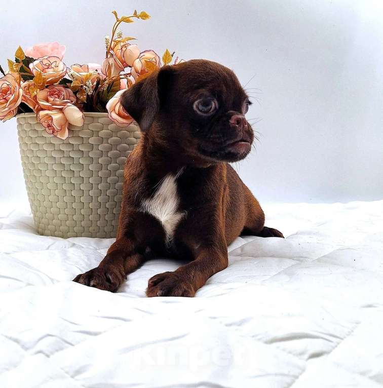 Собаки в Новосибирске: Пти-брабансон шоколад щенок Мальчик, 50 000 руб. - фото 5