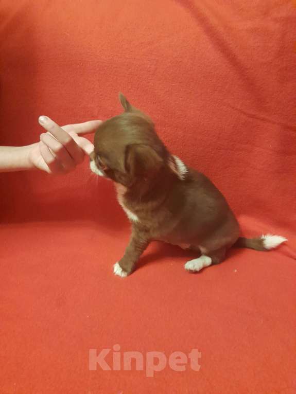 Собаки в Москве: Шоколадный красавчик Мальчик, 40 000 руб. - фото 2