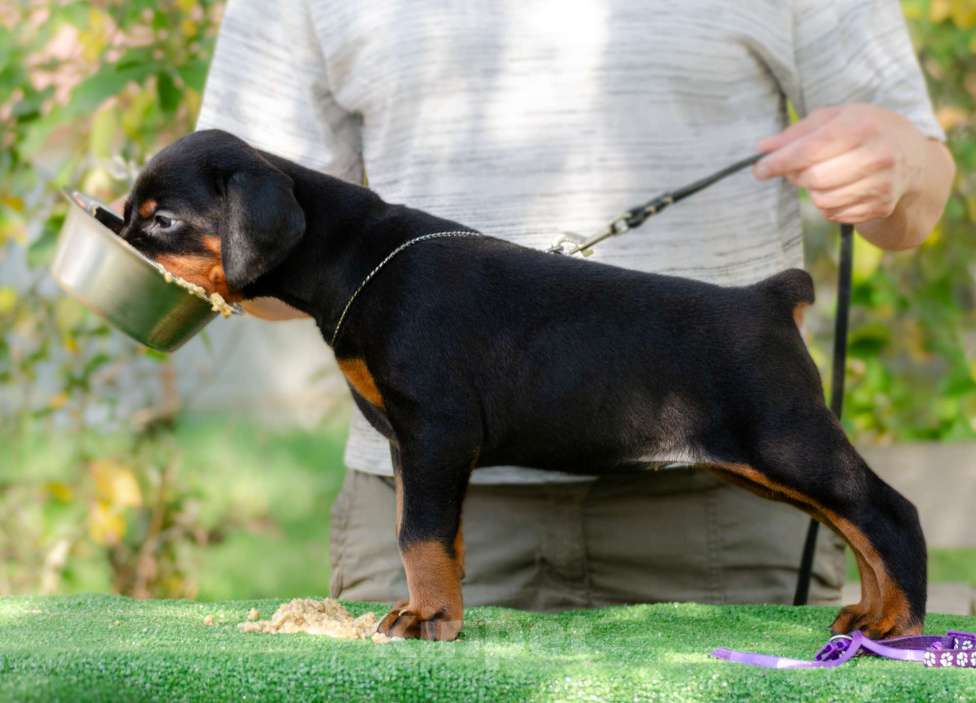 Собаки в Москве: Щенки добермана Мальчик, Бесплатно - фото 5