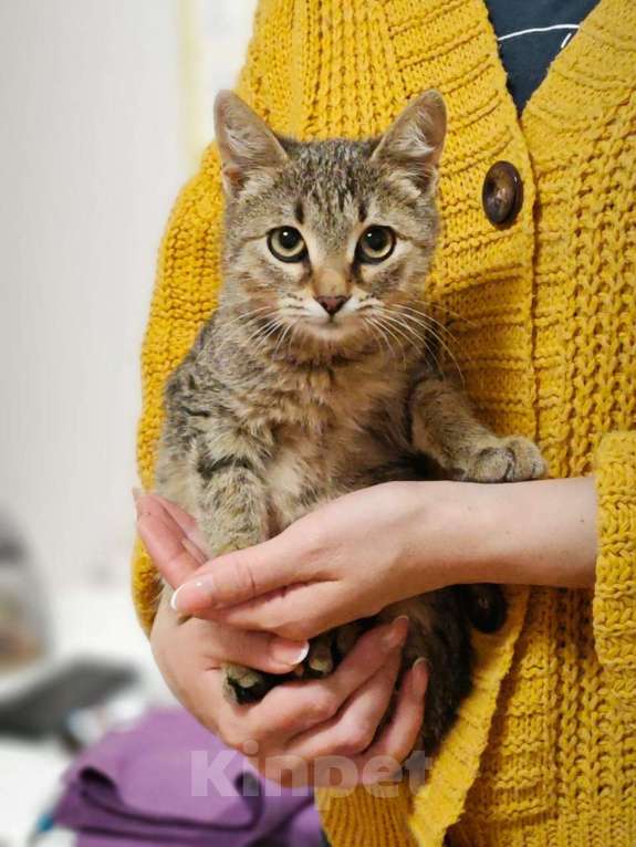 Кошки в Москве: Котенок я Нико 5 месяцев очень ждет своих родителей  Мальчик, Бесплатно - фото 7