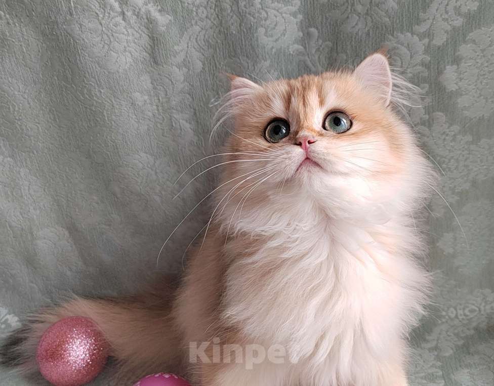 Кошки в Москве: Адель Девочка, 30 000 руб. - фото 2