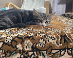 Кошки в других городах Краснодарского края: Котенок в добрые руки. Девочка, Бесплатно - фото 2