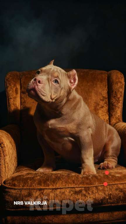 Собаки в Новокузнецке: Булли  Девочка, 200 000 руб. - фото 1