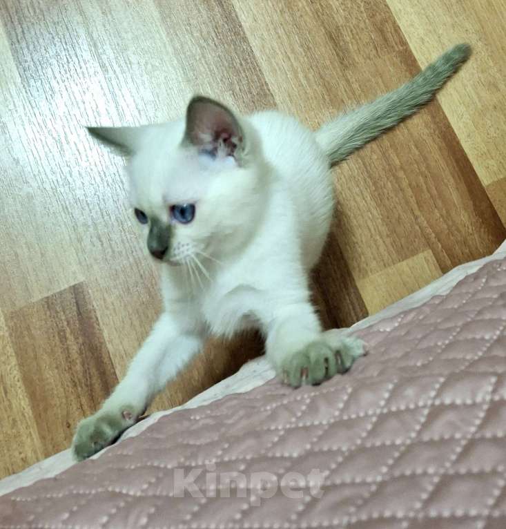 Кошки в Санкт-Петербурге: Тайская кошечка Девочка, 70 000 руб. - фото 5