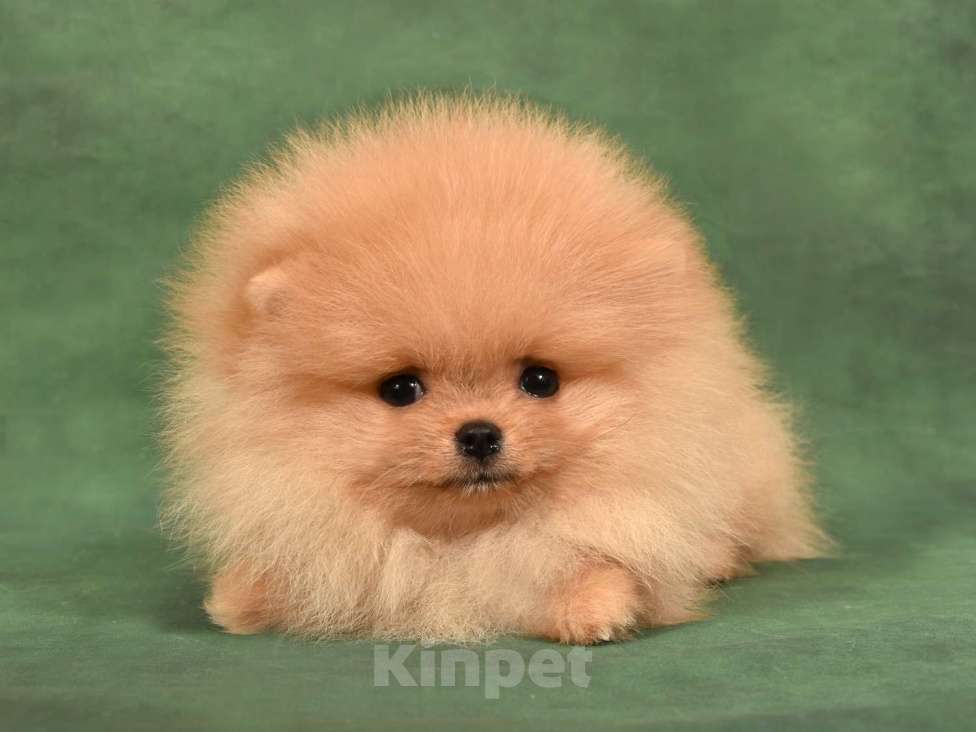 Собаки в Москве: Померанский карликовый шпиц мини мальчик Мальчик, 35 000 руб. - фото 5