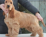 Собаки в Набережных Челнах: Щенки Английского кокер спаниеля Мальчик, 40 000 руб. - фото 2