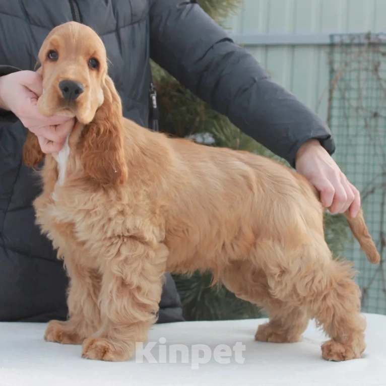 Собаки в Набережных Челнах: Щенки Английского кокер спаниеля Мальчик, 40 000 руб. - фото 2