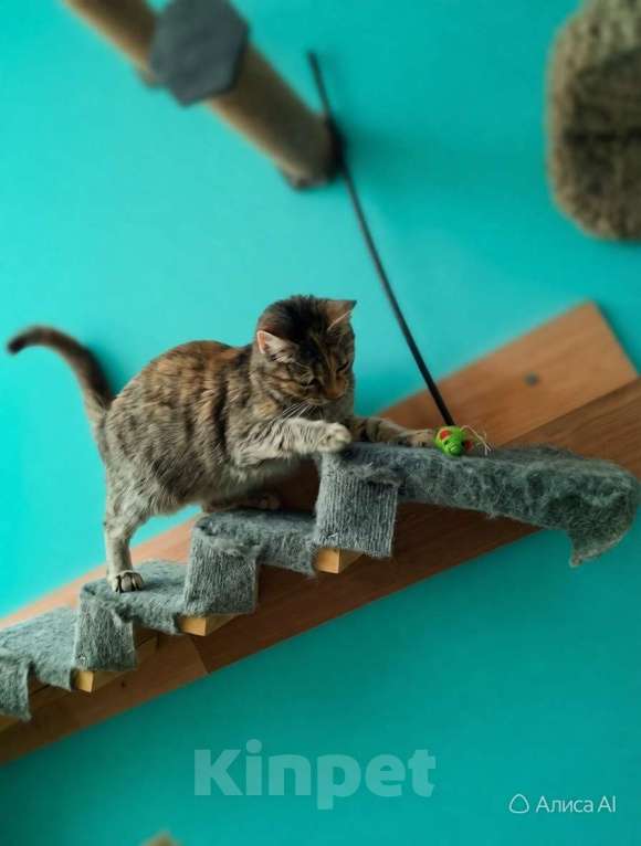 Кошки в Санкт-Петербурге: Очень ласковая молодая кошечка Девочка, Бесплатно - фото 3