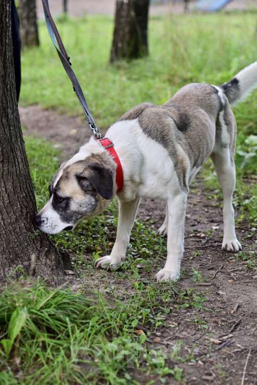 Собаки в Красногорске: Умнейшая Берта  очень ждет своего хозяина на передержке  Девочка, Бесплатно - фото 4