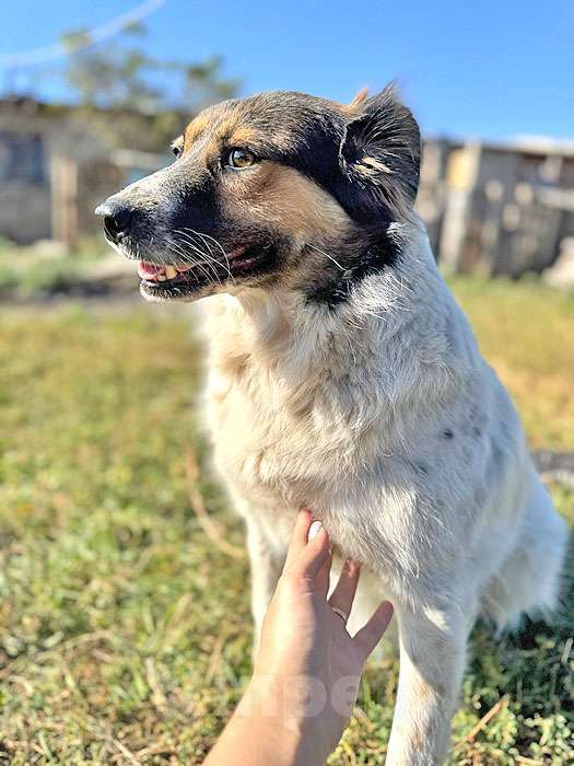 Собаки в Липецке: Ищем дом для Санты, собаки светлой души Девочка, 10 руб. - фото 4