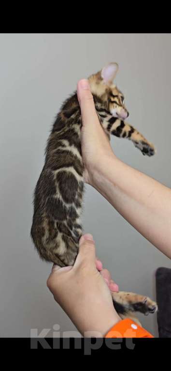 Кошки в Ставрополе: Солнечные лучики счастья! Девочка, 40 000 руб. - фото 3