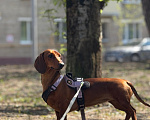 Собаки в Москве: Щенки стандартной таксы Разнополые, 50 000 руб. - фото 9