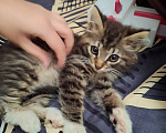 Кошки в Калининграде: отдам котенка в добрые руки Мальчик, Бесплатно - фото 1