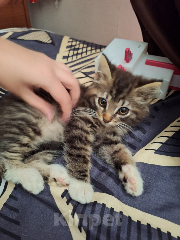 Кошки в Калининграде: отдам котенка в добрые руки Мальчик, Бесплатно - фото 1