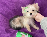 Собаки в Москве: Микро йорк золотая девочка ласковая Девочка, 65 000 руб. - фото 3