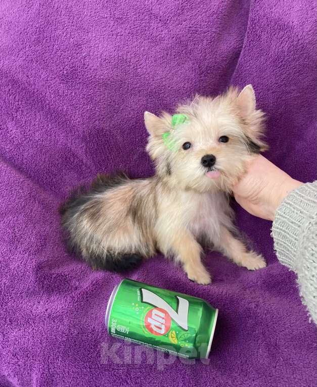 Собаки в Москве: Микро йорк золотая девочка ласковая Девочка, 65 000 руб. - фото 3