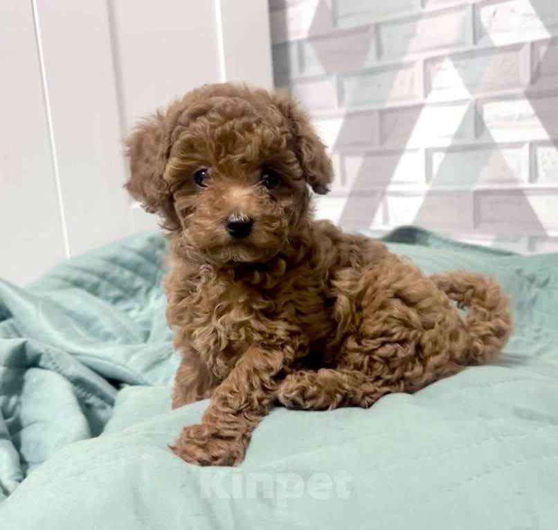 Собаки в Москве: Той -пудель мини ,Тиана Девочка, 150 000 руб. - фото 4