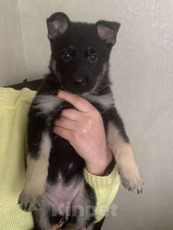 Собаки в Дмитрове: Продаются щенки восточноевропейская овчарки Девочка, Бесплатно - фото 2