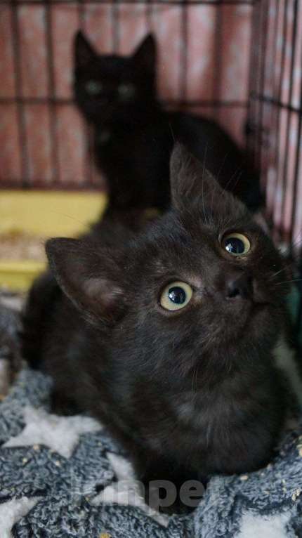Кошки в Москве: Пенка с окрасом чёрный дым: даром Девочка, Бесплатно - фото 2