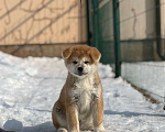 Собаки в Оренбурге: Мальчик Акита Мальчик, 70 000 руб. - фото 1