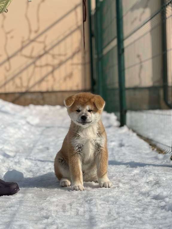 Собаки в Оренбурге: Мальчик Акита Мальчик, 70 000 руб. - фото 1