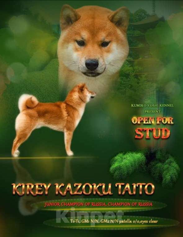 Собаки в Нижнем Новгороде: Сиба ину вязка приглашаем Мальчик, 40 000 руб. - фото 2