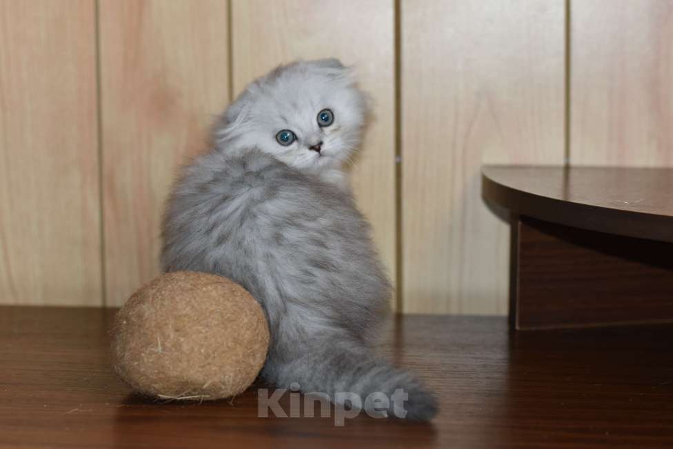 Кошки в Санкт-Петербурге: Скоттиш фолд Мальчик, 45 000 руб. - фото 2