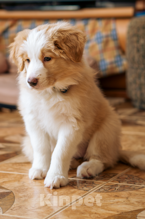 Собаки в Калининграде: Бордер-колли щенок Девочка, 90 000 руб. - фото 2