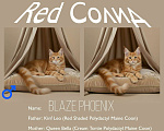 Кошки в Москве: Котёнок Blaze Phoenix - Red Solid (Polydactyl) Мальчик, 40 000 руб. - фото 1