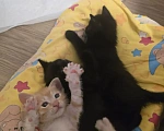 Кошки в Уфе: В добрые руки Мальчик, Бесплатно - фото 1