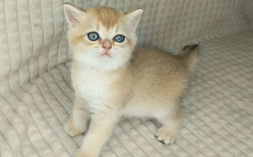 Кошки