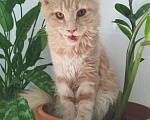 Кошки в Москве: Котенок мейн кун Девочка, 45 000 руб. - фото 2