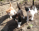 Кошки в Калуге: рыжий мальчик мало белого Мальчик, Бесплатно - фото 2