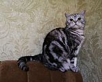 Кошки в Самаре: Британец по кличке Давинчи.  Мальчик, Бесплатно - фото 3