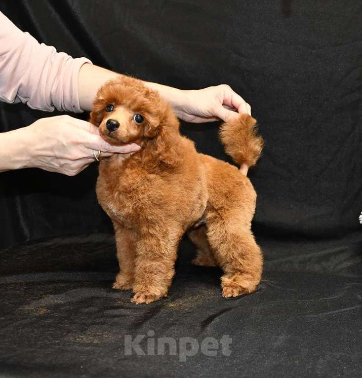 Собаки в Долгопрудном: Пуделя щенок  миниатюрный рыжий  КВИККИ  Мальчик, 100 000 руб. - фото 1