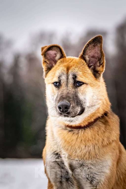 Собаки в Клине: Хорт — серьёзный парень Мальчик, Бесплатно - фото 2