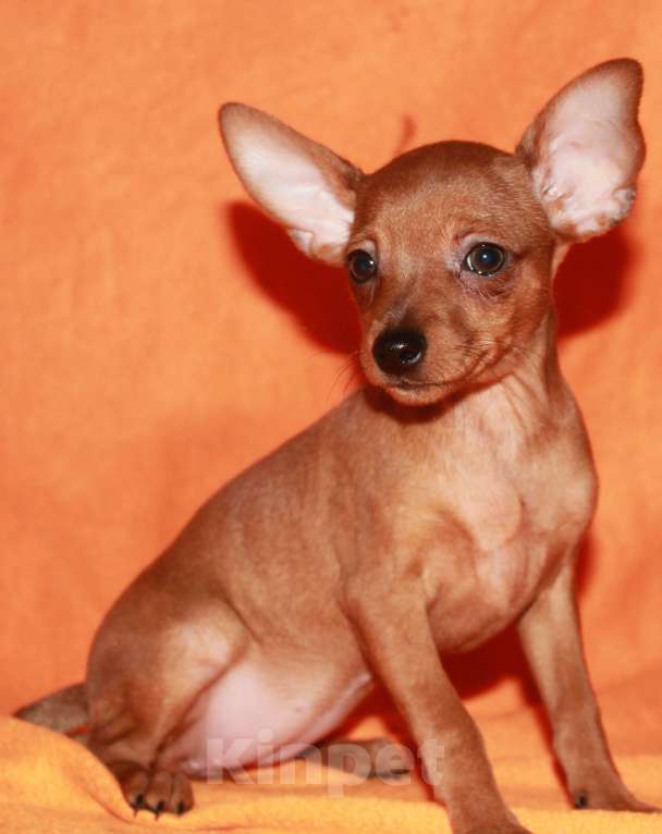 Собаки в Москве: Продаются щенки пражского крысарика Девочка, Бесплатно - фото 1