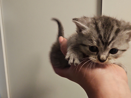 Шотландские котята