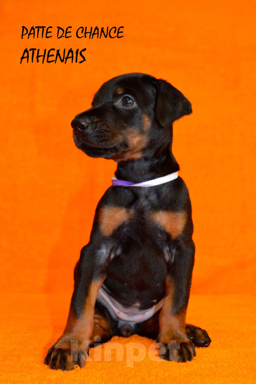 Собаки в Санкт-Петербурге: Щенок добермана Атенаис Девочка, 130 000 руб. - фото 3