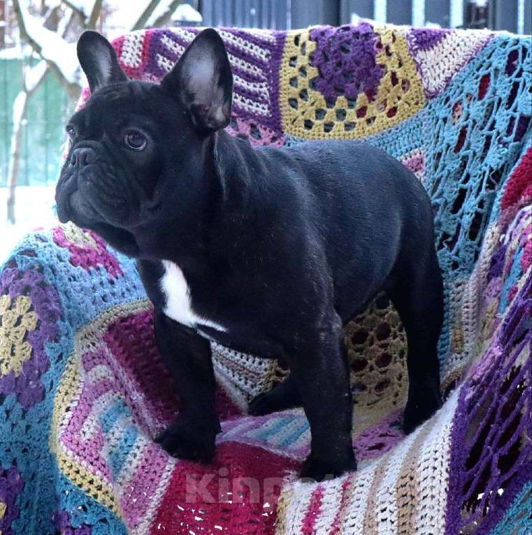 Собаки в Санкт-Петербурге: Мальчик красавчик  Мальчик, Бесплатно - фото 1