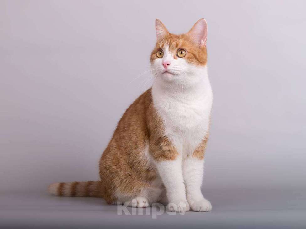 Кошки в Москве: Кошечка Манюня ищет доброе сердце.  Девочка, Бесплатно - фото 3