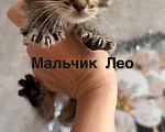 Кошки в Санкт-Петербурге: Шотландские Вислоухие котята Разнополые, 25 000 руб. - фото 3
