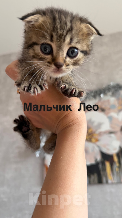 Кошки в Санкт-Петербурге: Шотландские Вислоухие котята Разнополые, 25 000 руб. - фото 3