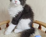 Кошки в Перми: Котенок Мейн Кун Девочка, 25 000 руб. - фото 5