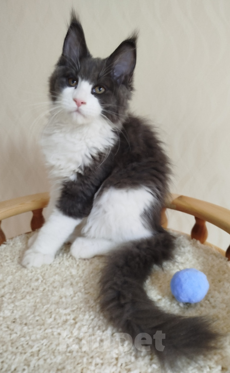 Кошки в Перми: Котенок Мейн Кун Девочка, 25 000 руб. - фото 5
