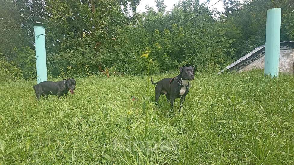 Собаки в Новокузнецке: Кобель ам. Стафа даром Мальчик, Бесплатно - фото 2